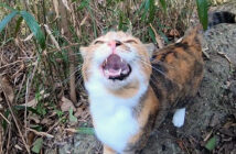 山に置いて行かれたと思った猫