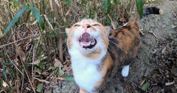 山に置いて行かれたと思った猫