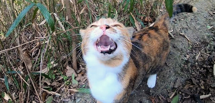 山に置いて行かれたと思った猫