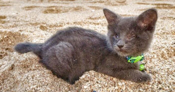 余命数ヶ月の子猫に幸せな最期を。最愛の飼い主さんと共に、残された時間を精一杯楽しむ子猫に胸が熱くなる 余命1ヶ月の子猫
