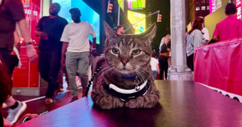 外出する猫