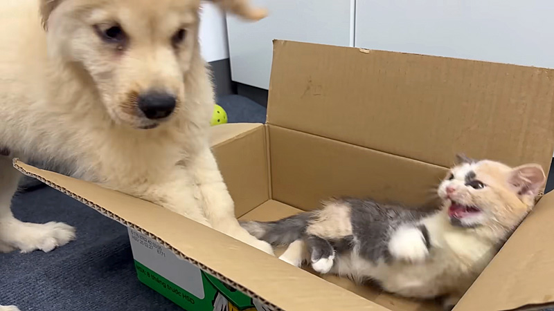 レトリバーを怖がる子猫