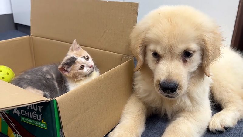 レトリバーが気になる子猫