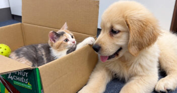 レトリバーと初めて会った子猫