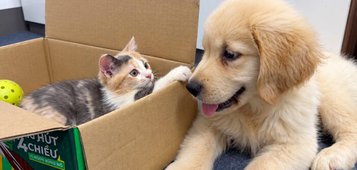 レトリバーと初めて会った子猫
