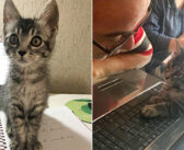 家のない子猫を2日間だけ預かることに決めた夫婦。でも子猫の方には別の計画がありました ( *´艸`)