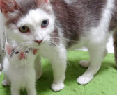 5匹の我が子と一緒に保護された母猫。お母さんのいない迷子の子猫に惜しみない愛情を注ぐ姿に心がホッと温まる