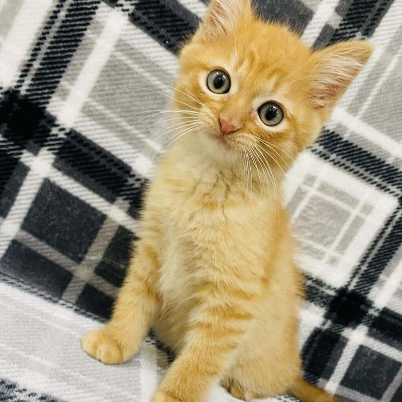 可愛い子猫