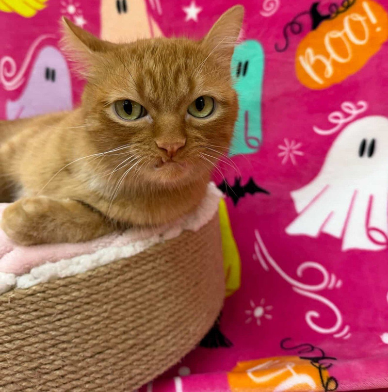 いつも不機嫌そうな猫