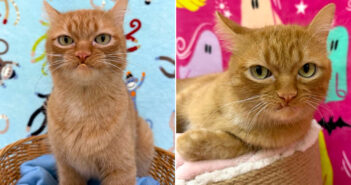 個性的で魅力的な猫