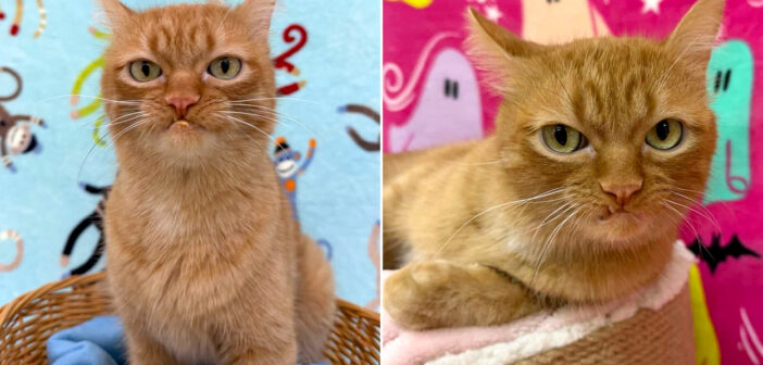 5年間暮らした住み慣れた家を失った猫。その魅力溢れる個性とオヤツを狙う嗅覚が、新しい家族との出会いを引き寄せる！