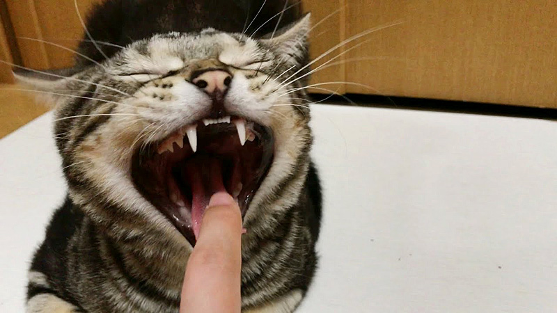 猫のあくび中に指を入れる
