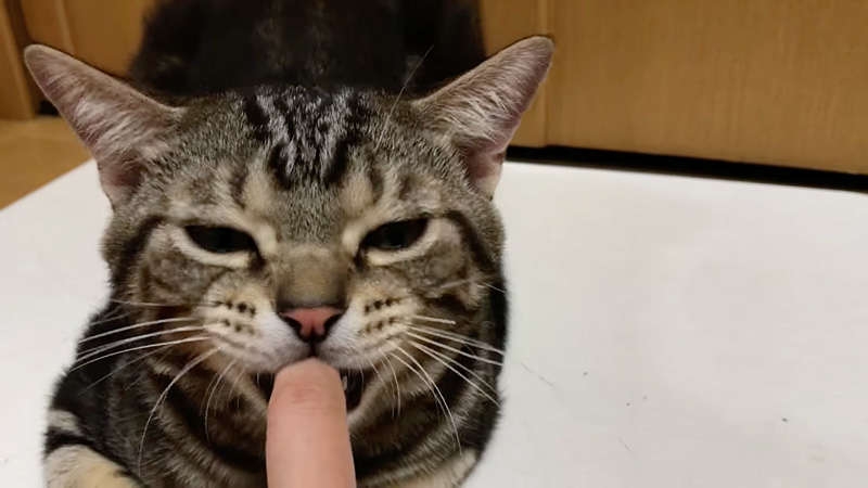 猫のあくび中に指を入れる