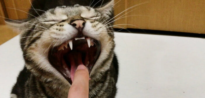 猫のあくび中に指を入れる