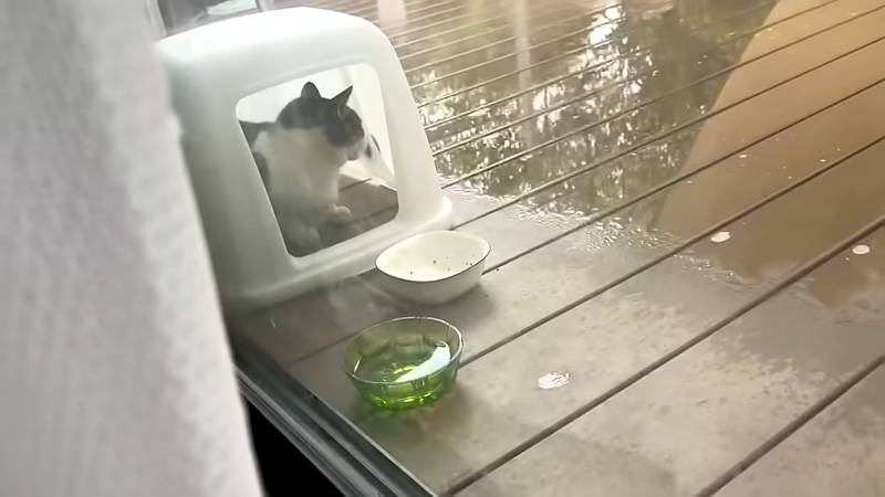 雨宿りする猫
