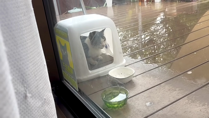 雨宿りする猫