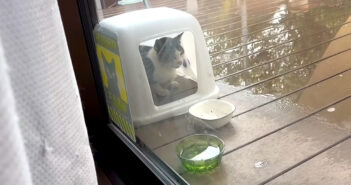 雨宿りする猫
