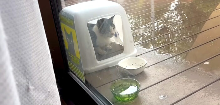 よく遊びに来る猫に雨宿り場所を作ってあげたら入ってた♪ 住人の視線に気づかずに、雨の中でくつろぐ姿にホッコリ♡