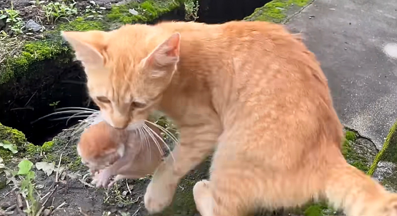 赤ちゃん猫を家に連れてきた猫