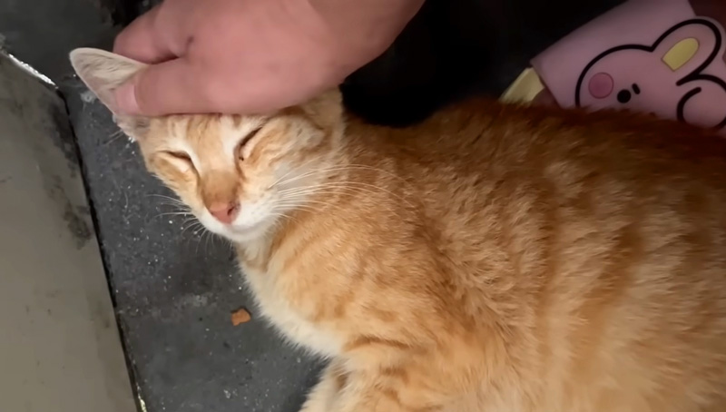 幸せそうに撫でられる猫