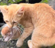 赤ちゃん猫を家に連れてきた猫