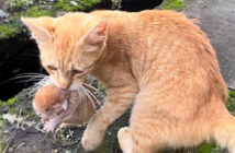 赤ちゃん猫を家に連れてきた猫