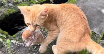 赤ちゃん猫を家に連れてきた猫