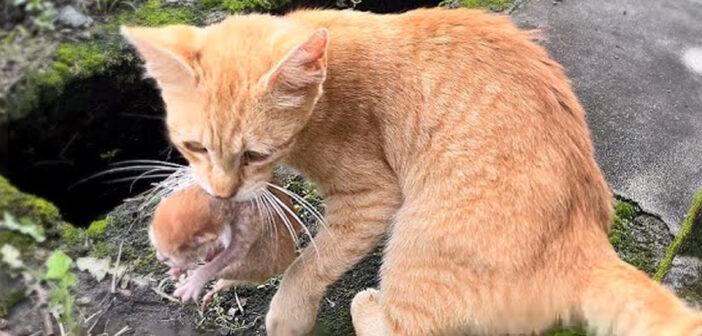 ある事情でご飯をあげていた野良猫が、家に産まれたばかりの赤ちゃん猫を連れてきた！ 家に入れてあげると安心したようで