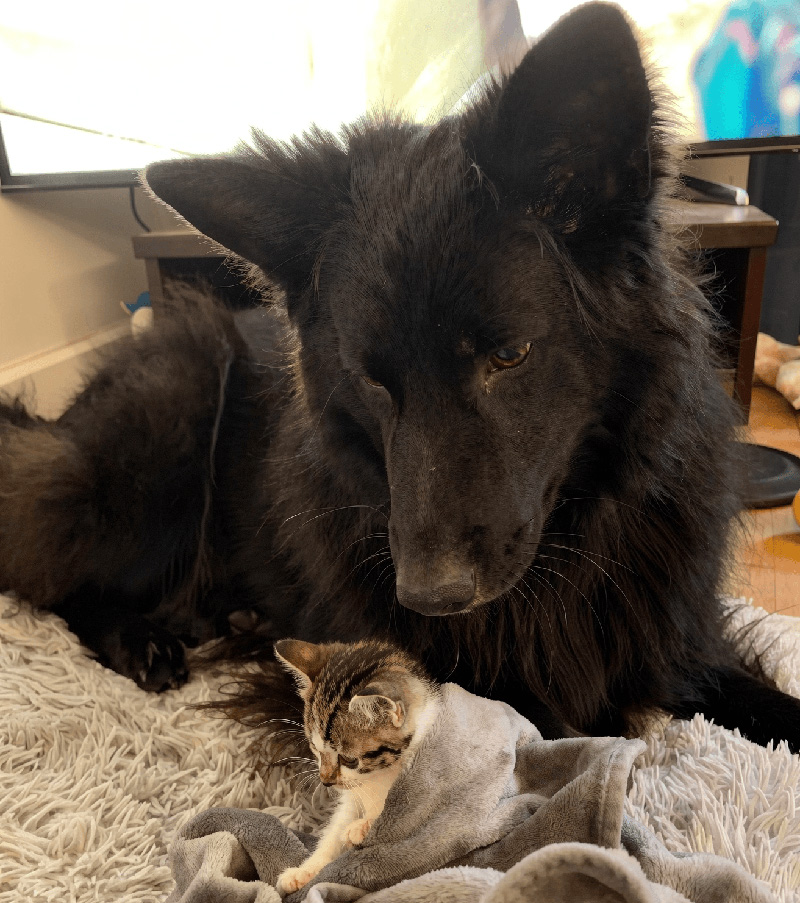 大きに犬にちょっかいを出す子猫