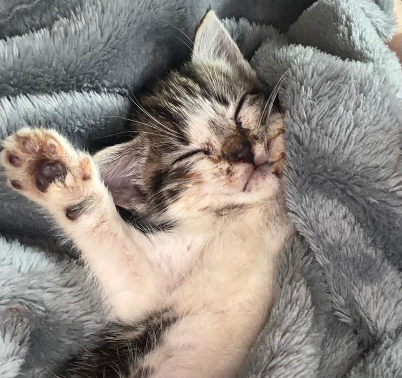 幸せそうに眠る子猫