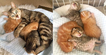再会した母猫と子猫達