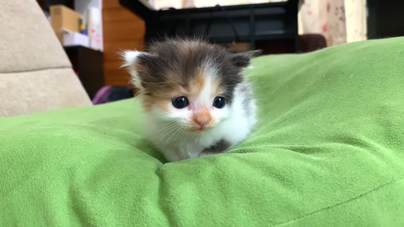 お父さんにかまって欲しい子猫