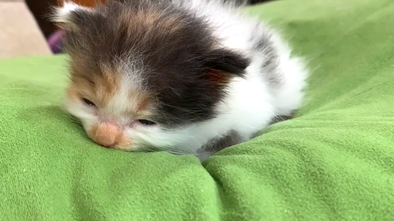 ウトウトする子猫