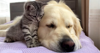 大きな先住犬と友達になった子猫。いつまでも先住犬にピッタリとくっついて離れない様子に心がホッとする (*´ω`*)♡ 仲良しな犬と子猫