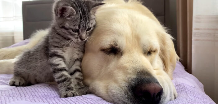 大きな先住犬と友達になった子猫。いつまでも先住犬にピッタリとくっついて離れない様子に心がホッとする (*´ω｀*)♡