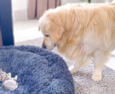子猫が自分のベッドを占領していて動揺する犬。何とかベッドを取り返そうと、あの手この手で頑張る様子が面白い♪