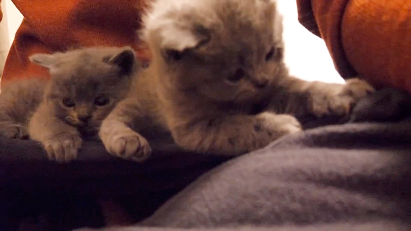 膝の上に乗りたい子猫達