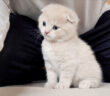 甘えん坊な子猫