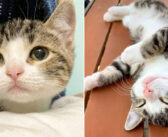 生まれた時からの病気で体が小さいままの子猫。でも他の猫達と同じように、ひとりで何でもできることを証明する！