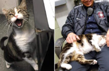 消防署の猫