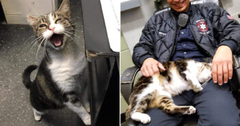 消防署の猫