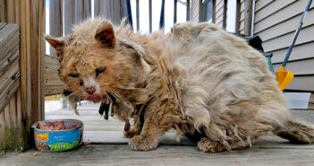 ボロボロの状態で発見された野良猫。保護から1日で別猫に生まれ変わり、幸せいっぱいの毎日を手に入れる! ボロボロの状態の猫