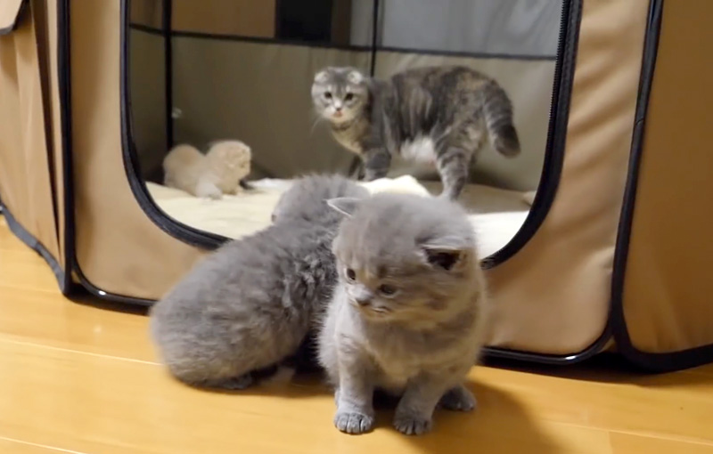 子猫達を外出させたくない母猫