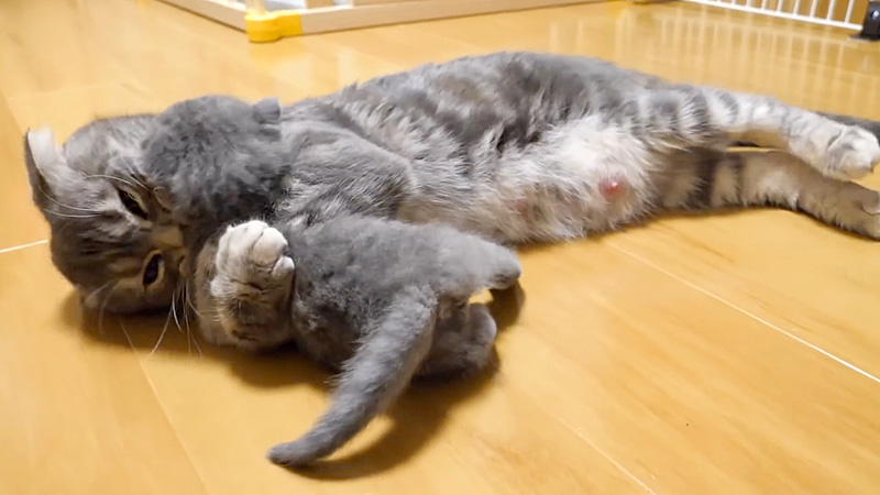 子猫を激しく叱る母猫