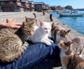 どこから湧いてきたの!? 岸壁に座って待つだけで猫まみれになれる島に思わず心がポカポカに (*´ω｀*)♡