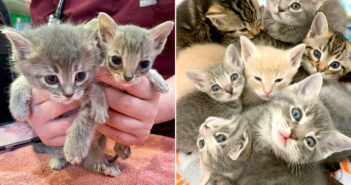 兄弟の半分の大きさしかなかった保護子猫。優しい人達の愛情で元気を取り戻すと、兄弟に追いつくことを決意する! 小さな子猫