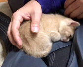 「ここが落ち着くの」と何度も膝の上に戻ってくる子猫。その行動がとっても可愛くて、思わずホッとする (*´ω｀*)♡