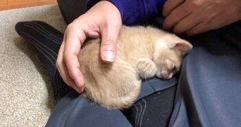 「ここが落ち着くの」と何度も膝の上に戻ってくる子猫。その行動がとっても可愛くて、思わずホッとする (*´ω`*)♡ 膝が大好きな子猫