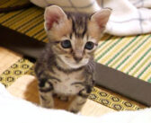 「ママの膝に乗りたいな」と照れ屋な子猫がモジモジ。見かねて膝の上に乗せてあげると、愛らしい姿を見せてくれた♡