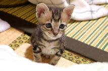 甘えたくてモジモジする子猫